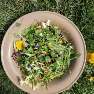 My salad full of sunshine!

This wild foraged salad couldn't get much fresher. Picked from floor and tree to bowl then belly in less than an hour!
Dressed with a good glug of olive oil and my tasty Elderberry vinagarette. It couldn't get much simpler or tastier and look much prettier.

In my bowl we have ~
Hairy Bittercress
Dandelion flowers and leaves
Chickweed
Wood Sorrel flowers and leaves
Stitchwort
Primrose flowers and leaves
Wild garlic flower buds and leaves
Red Dead Nettle
Lime leaf buds
Daisy flowers and leaves
Ground Elder
Common sorrel
Dog Violet flowers
Elderberry vinagarette
Olive oil

Simply picked, washed and dressed. It's as easy as that!
#Forageuk #foraging #Wildfood #eatgreen #Plantbased #pesticidefree #organicfood #Wildfoodwalks #forageyourfood #Reconnectwithnature #Rewild #eathealthy #foragedsalad #freshforagedfoods #eatgreen #eatyourweeds #nature #mushrooms #Vegan #meatfree