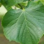 Lime Tree