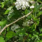Hawthorn