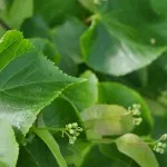 Lime Tree
