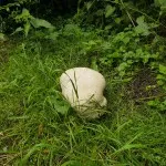 Giant Puffball