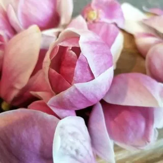 The Beautiful Fragrant  Magnolia.

Magnolia cordial, syrup and crystallised petals.

This week I am making the most of this spectacular flower. The flowers only last for a, week or two and show themselves before the leaf appears on the tree.

I have been busy making this floral tasting Magnolia cordial and syrup and afterwards I  dehydrated the petals and buds into a sweet crystallised chewy treat.

These preserves can be incorperated into many recipes such as cakes, biscuits porridge and pancakes. The options are endless!

I enjoy the cordial mixed with sparkling water, ice and lemon but it is also a fantastic accompaniment to gin and is a great flavour to add to many more cocktails.
It has a beautiful, subtle ginger taste and I encourage you all to make the most of the short window, when the flowers are around.

For more information contact me contact@forageuk.co.uk

FUN FACTS!
The Magnolia was named after the French botanist Pierre Magnol.
In Ancient China Magnolias were thought of to be the perfect symbols of womanly beauty and gentleness
#Forageuk #foraging#Wildfood #Wildfoodwalks #pesticidefree #Plantbased #magnolia#mushrooms #eatgreen #plasticfree #nature #rewild #backtonature
