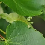 Lime Tree