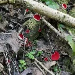 Scarlet Elf Cup