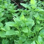 Chickweed