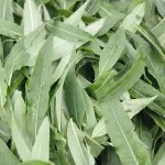 Rosebay willow herb tea