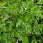 Hawthorn