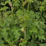 Hog Weed