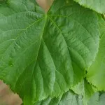 Lime Tree