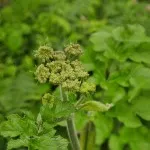 Hog Weed
