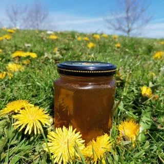 VEGAN DANDELION HONEY..

Pick the Dandelions on a sunny day when the flowers are fully open, let any little bugs vacate  the blossom (give them a shake or a blow)
 Method
Add 100g to 150g of flower head's to 330ml of water, with the juice of half a lemon and a slice or two. Then simmer for 25 minutes and steep for 12 hours.
Strain the liquid through a muslin cloth being sure to press all the juice from the flowers.
Weigh out the liquid and equal amounts of weight in organic sugar. Return to the hob stirring the liquid to dissolve the sugar and bring to a gentle boil for 30-45 minutes.
After sterilising the jars and letting the honey cool  slightly fill up and store until you decide on how to use..

 Fun facts

The name Dandelion is taken from the French name Dent de lion meaning lion's tooth, this is referring to the shape of the leaf resembling a lions tooth. Another French name is Pissenlit which translates to piss in the bed, because of the plants duirectic properties and assisting with urinary disorders and kidney and liver health.
It is an amazing tasty plant, packed with many minerals and vitamins and known to have many health benefits from reducing inflammation, boosting the immune system, it helps with digestion, heart heath, blood pressure and beneficial against cancer and tumours and can even help  with weight loss.
Unfortunately people are more inclined to spray this flower with horrible weed killers, than see it as a true gift from nature.. 
Do not be  too quick to eradicate this plant from your gardens!!!!!!
#Forageuk #Foraging #Wildfood #Foriginginworcestershire #Wildfoodwalks #Forageyourfood #Organicfood #Dandelions #Dandelionhoney #Veganhoney #Meatfree #rewild #Reconnectwithnature #eatgreen #Plantbased #Pesticidefree #plasticfree #zerowaste
#veganfriendly #Honeyalternative #Foragingwalks #Nature