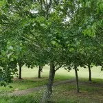 Lime Tree