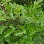 Hawthorn