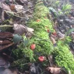 Scarlet Elf Cup