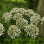 Hog Weed
