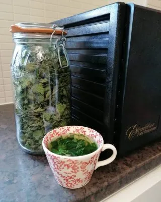 My friend the Nettle

The Nettle harvest has begun!!

I love my dehydrator, it sure work's hard for me! Today she has been drying young nettle tops to store for tea.

The Nettle (Urtica Dioica) is one of the most nutritious foods that I know of. It contains 4 times more vitamin C than an orange, more iron than in spinach and in my opinion it definitely tastes better. It is full of protein, potassium, magnesium and a rich source of fibre along side many more vitamins and minerals. It can be used to combat seasonal allergies and has lots of other health boosting benefits.

I could talk about this amazing plant for hours. It is very common in the uk and is safe to forage with no poisonous lookalikes that I know of.
We should definately all take notice of this revitalising tasty green and be consuming it to benefit our health.

If you dont have a dehydrator, you can easily dry this magical plant by putting it in your oven, on its lowest setting, leaving the door slightly ajar and checking it regulary until dry.

If you would like to find out more about this fantastic wild edible and how it has been used throughout history, plus many more plants, join me for a wild food walk or follow me on instagram forageuk59 and facebook Forageuk or email contact@forageuk.co.uk. 
#Forageuk #foraging #Wildfood #Rewild #Forageyourfood #Organicfood #Eatyourweeds #pesticidefree #Plantbased #nettle #nettletea #eatgreen #Wildfoodwalks #plasticfree #nature #nettlerecipe #Vegan #foragingcourses