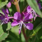 Rosebay willow herb tea