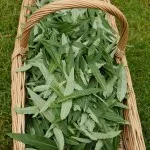 Rosebay willow herb tea