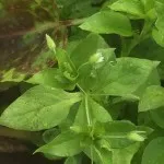 Chickweed