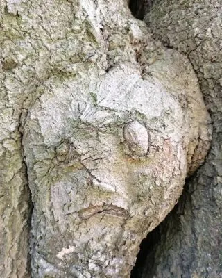 When your out and about having a forage  and feel like someone's watching you...#Forageuk #Foragingwalks #Wildfoodwalks #forageyourfood #Wildfood #Forage #Plantbased #Treebeard #Ent #Fangorn #fungiforay