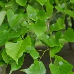 Lime Tree