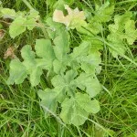 Hog Weed