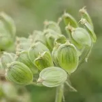 Hog Weed