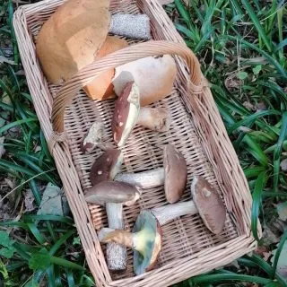 Tonight I will be eating mushrooms. Here we have  Birch Bolete(leccinum scabrum) Orange Birch Bolete(leccinum versipelle)And Bay Bolete(Xerocomus badius).. found in a mixed woodland and as their name suggests under Birch trees.. All really good tasty mushrooms and collected in about ten minutes. #Mushroomhunter #Forageyourfood #Mushroomwalks #Wildfoodwalks #Forageuk #Foraging #Foragedfood #Foragingworcestershire #foragingwalksandcourses #mushroomsid #Fungiforay #Vegan #Organicfood #Eatgreen