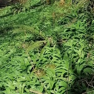 Garlic Garlic every where!!!!!
#Forageuk #wildgarlic #eatyourgreens #alliumursinum #wildfoodwalksandcourses #rewild #Reconnectwithnature