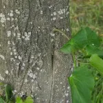 Lime Tree