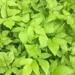 Ground Elder