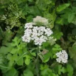 Hog Weed