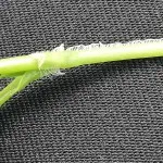 Chickweed