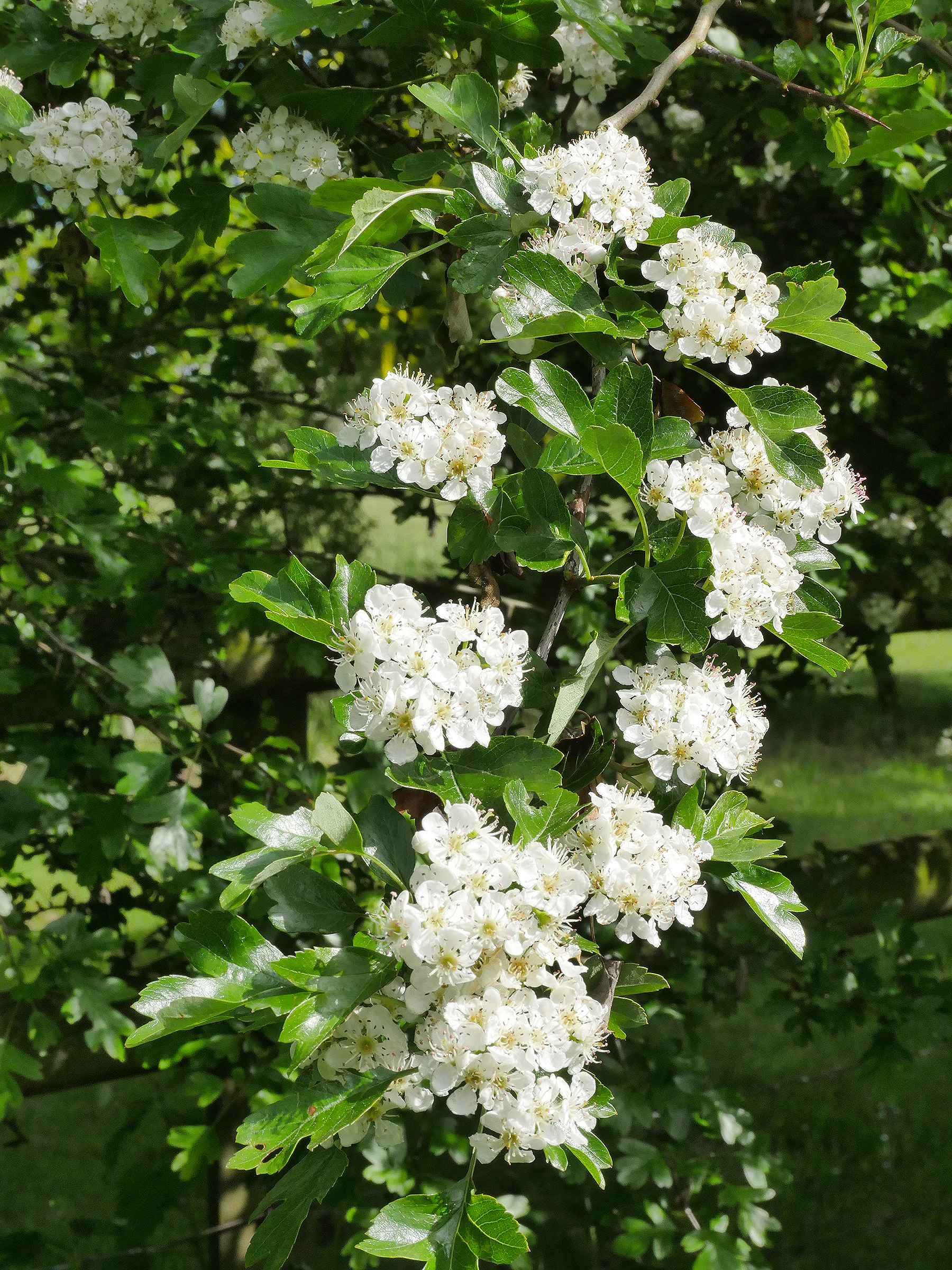 Hawthorn