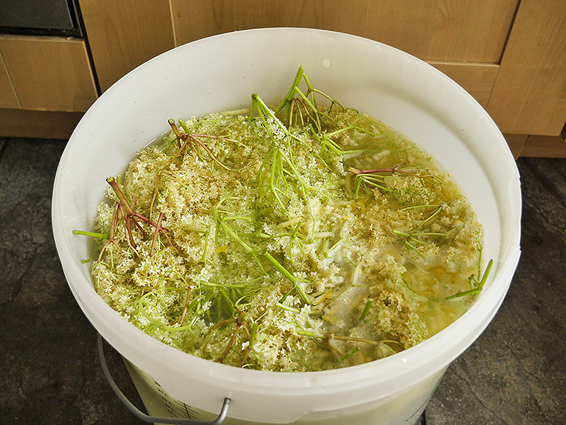 Elder Flower Champagne