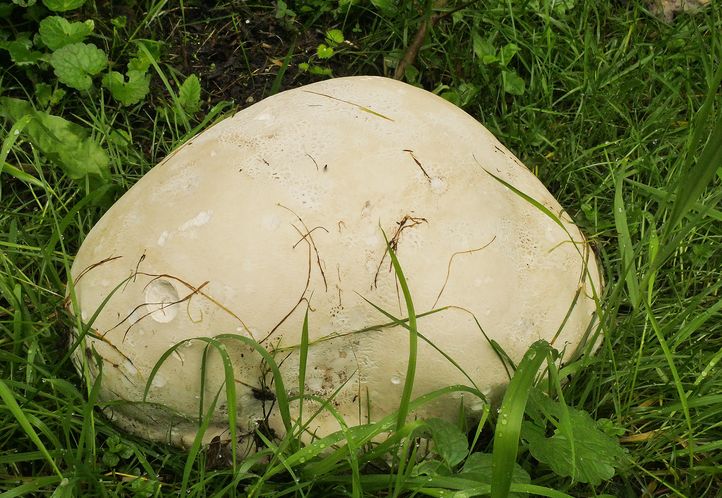 Puffball Recipe