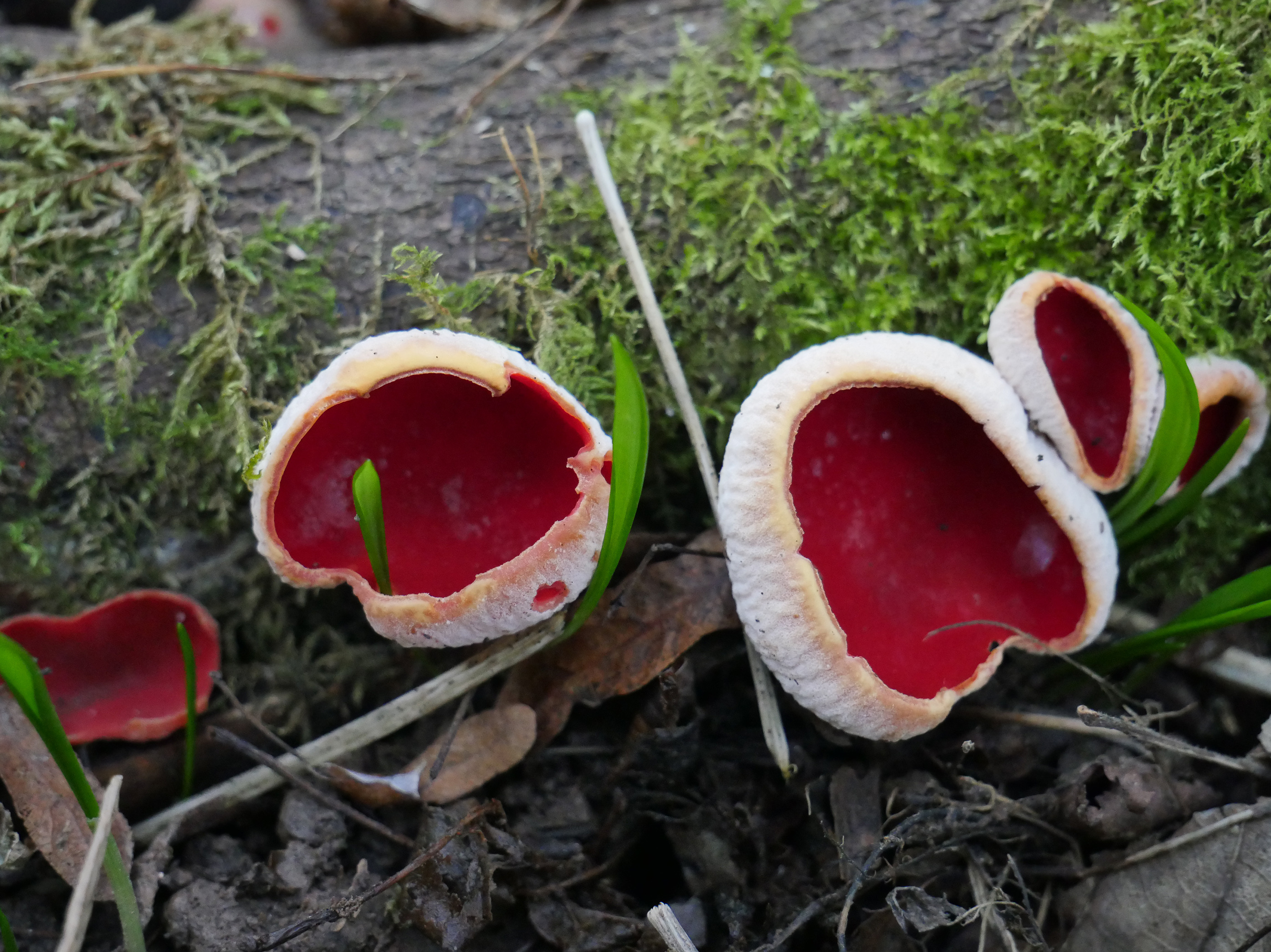 Scarlet Elf Cup
