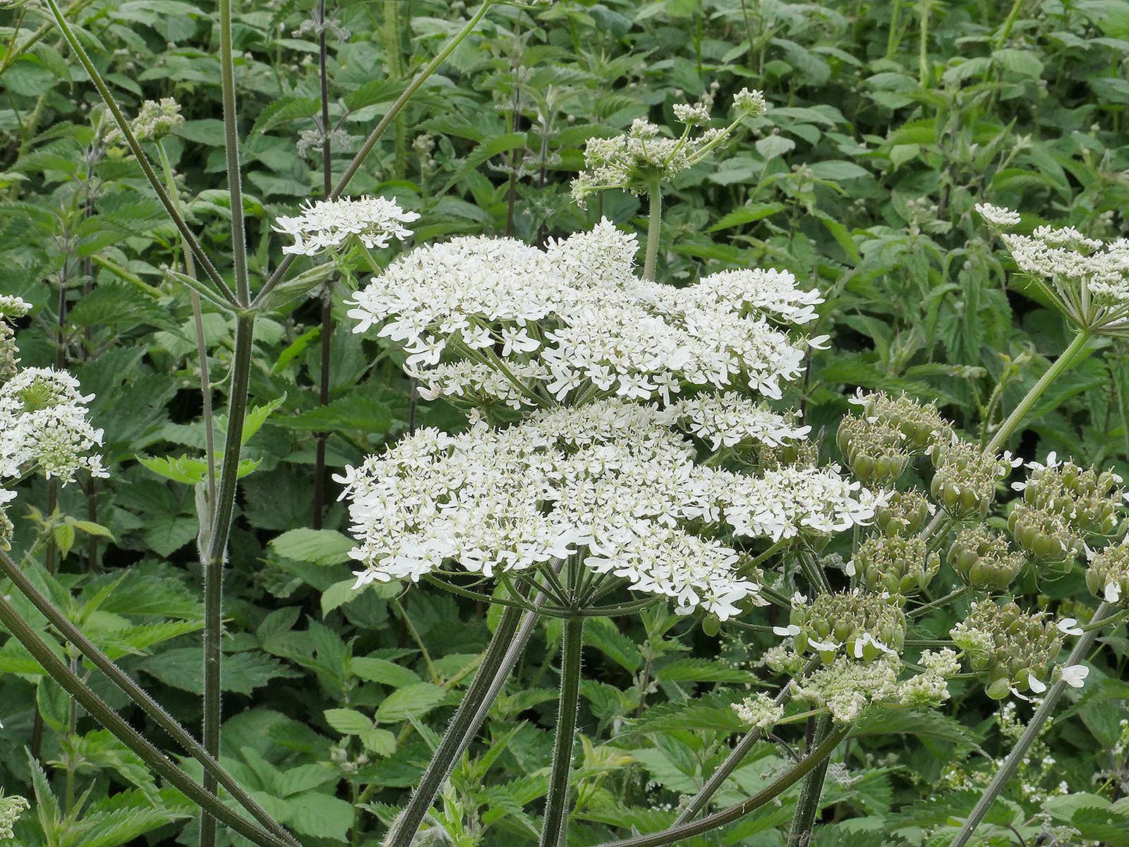 Hog Weed